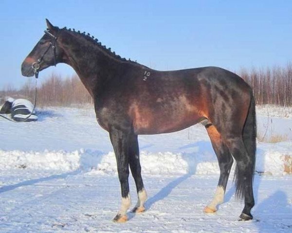 stallion El-Ferrol (Russian Trakehner, 2002, from Fevral)