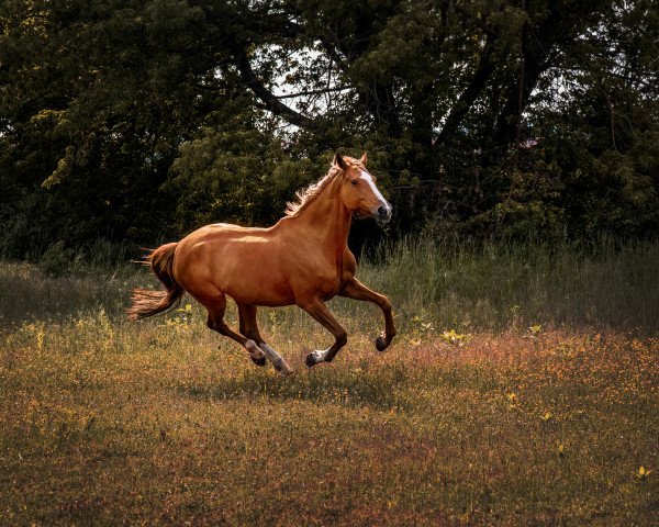 Springpferd Calymena (Westfale, 2009, von Champion For Pleasure)