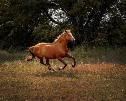 Springpferd Calymena (Westfale, 2009, von Champion For Pleasure)