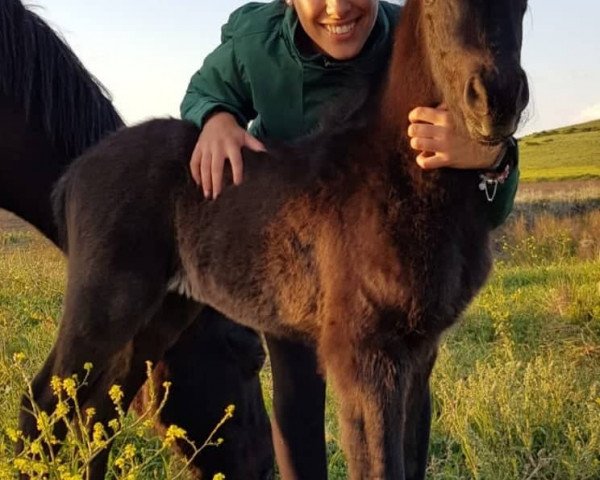 horse LÚCIDA, Barockpinto, Stute (Pinto, 2020, from Alcatraz de Finca Barroco)