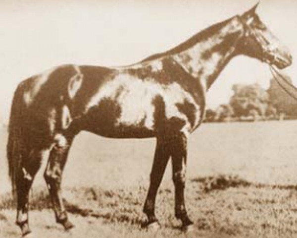 stallion Furioso XLI (Furioso, 1934, from Furioso XXXIX)