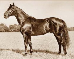 stallion Furioso XLV (Furioso, 1933, from Furioso XXXIX)