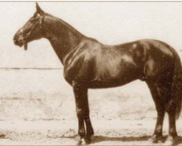 stallion Furioso XXXIX (Furioso, 1920, from Furioso XXXII)