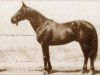 stallion Furioso XXXIX (Furioso, 1920, from Furioso XXXII)