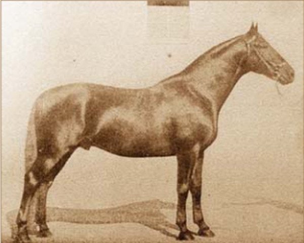 stallion Furioso XXXI (Furioso, 1910, from Furioso XXVII)