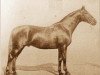 stallion Furioso XXXI (Furioso, 1910, from Furioso XXVII)