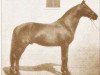 stallion Furioso XXVII (Furioso, 1901, from Furioso XXIII)