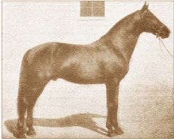 stallion Furioso XXVII (Furioso, 1901, from Furioso XXIII)