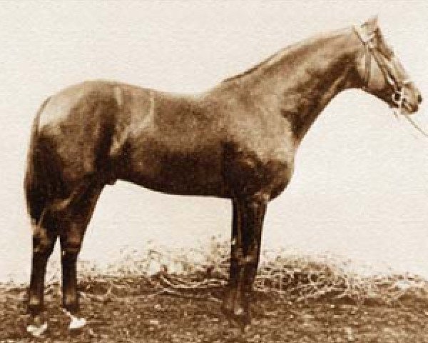 stallion North Star V (Furioso, 1890, from North Star IV)