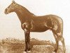 stallion Furioso XXIII (Furioso, 1889, from Furioso XXII)