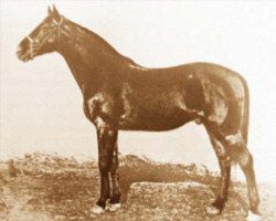 stallion Furioso XXIII (Furioso, 1889, from Furioso XXII)