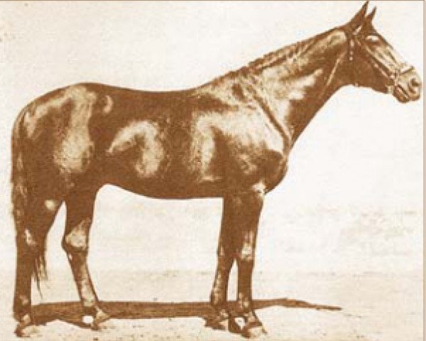 stallion North Star XXII (Furioso, 1907, from North Star XI)