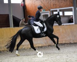 dressage horse Vrieda (Hanoverian, 2013, from Viscount 22)