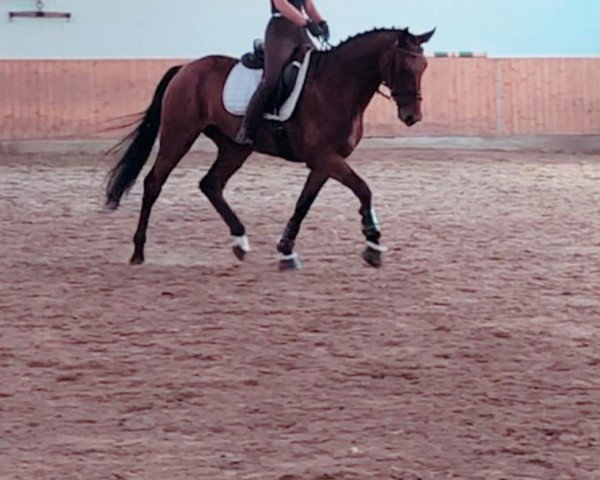 dressage horse Fescher Peter (Westphalian, 2015, from Fürsten-Look)