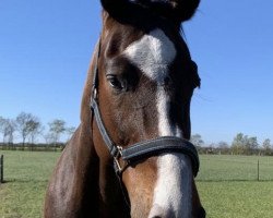 dressage horse Feedstar (Rhinelander, 2013, from Feedback 16)