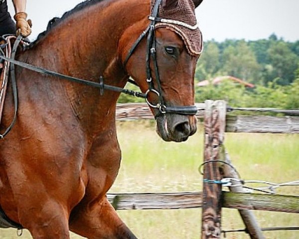 dressage horse Dalli - May (German Sport Horse, 2007, from Don Aparte)