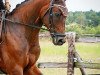 dressage horse Dalli - May (German Sport Horse, 2007, from Don Aparte)