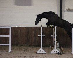 jumper Don Carlos (Hanoverian, 2012, from Don Crusador)