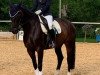 dressage horse First Wienerwald (Hanoverian, 2009, from First Boy)