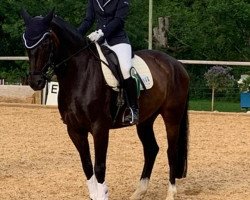 dressage horse First Wienerwald (Hanoverian, 2009, from First Boy)