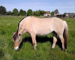 broodmare Linnea vom Töster Grund (Fjord Horse, 2011, from Sören)