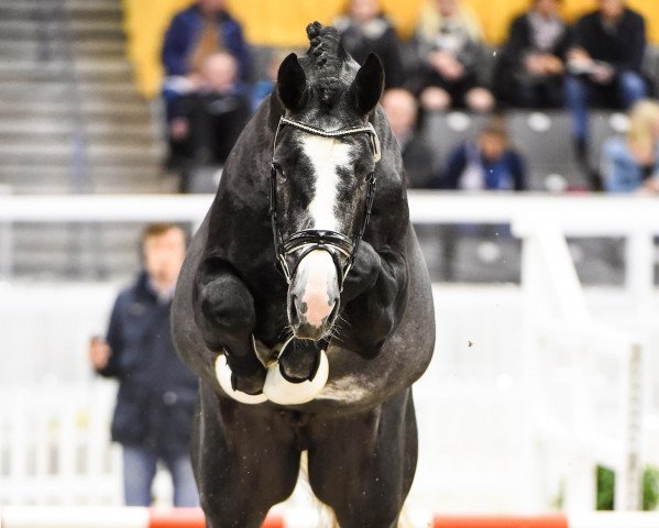 stallion Cornet's Stakko (Hanoverian, 2015, from Cornet Obolensky)