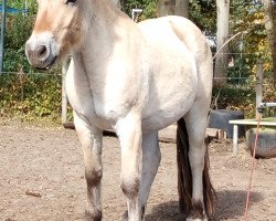 horse Roger vom Töster Grund (Fjord Horse, 2015, from Turbo Romeo N.2573)