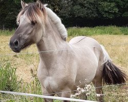 horse Rühmann vom Töster Grund (Fjord Horse, 2018, from Turbo Romeo N.2573)