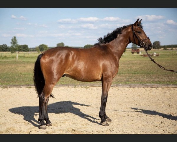 jumper Snatch 4 (Oldenburg show jumper, 2014, from Embassy II)