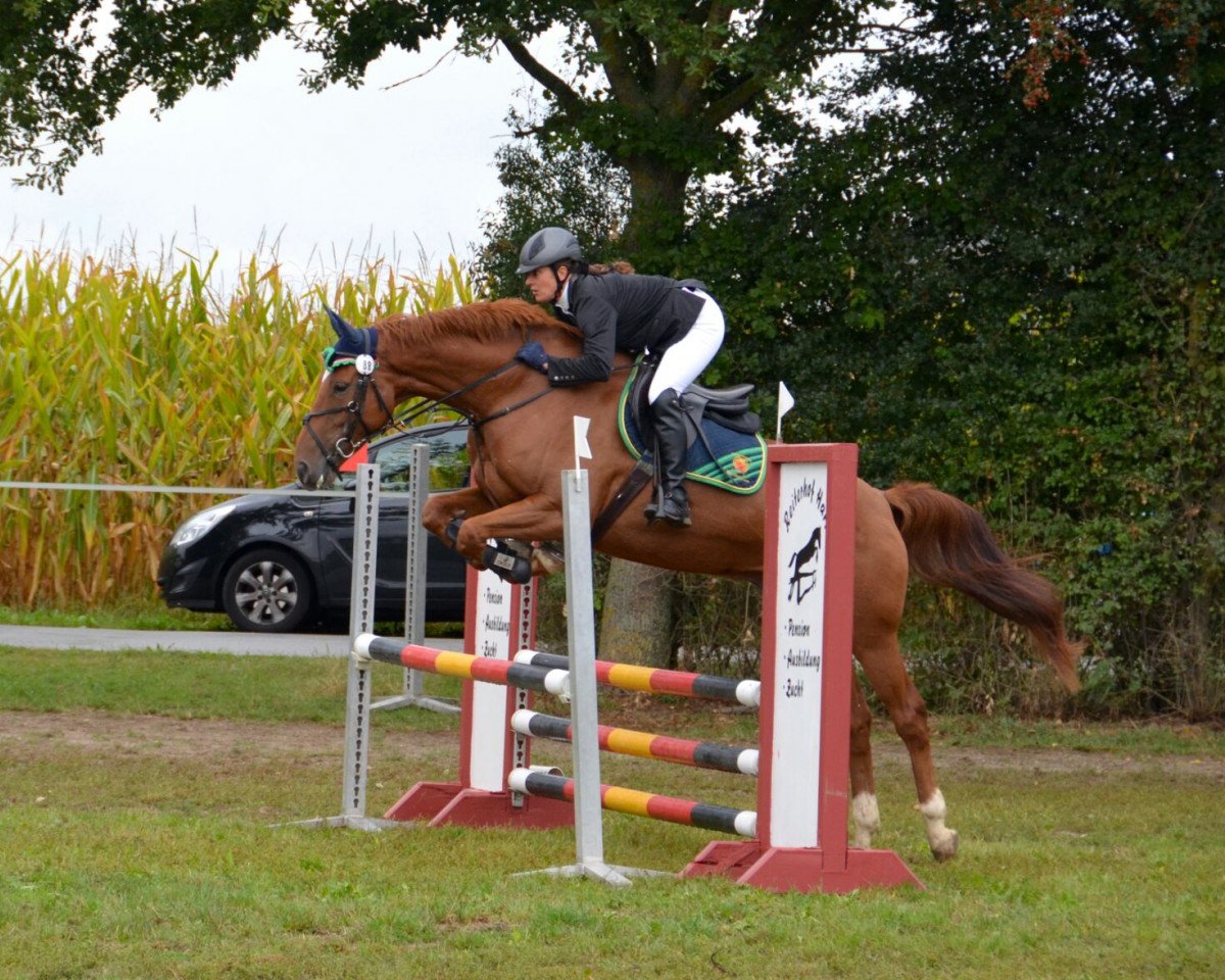 jumper Eisprinz 36 (Bavarian, 2009, from Landprinz)