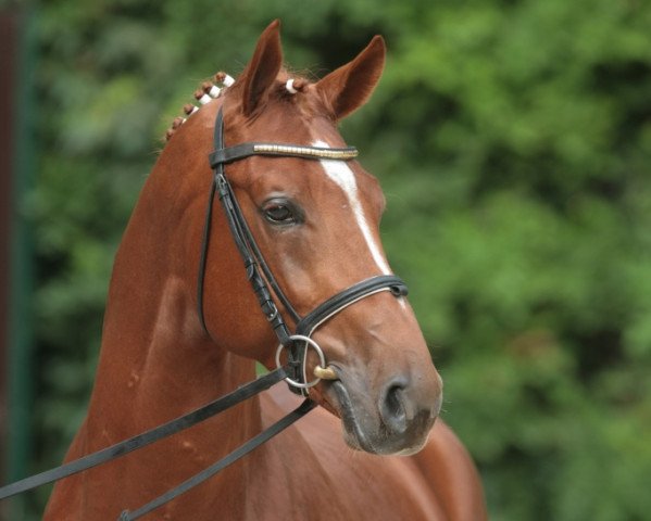 stallion Fleury (Westphalian, 2003, from Fürst Piccolo)