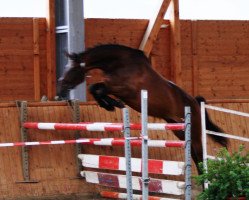 broodmare Inka II (Hessian Warmblood, 2003, from Rubin Royal OLD)