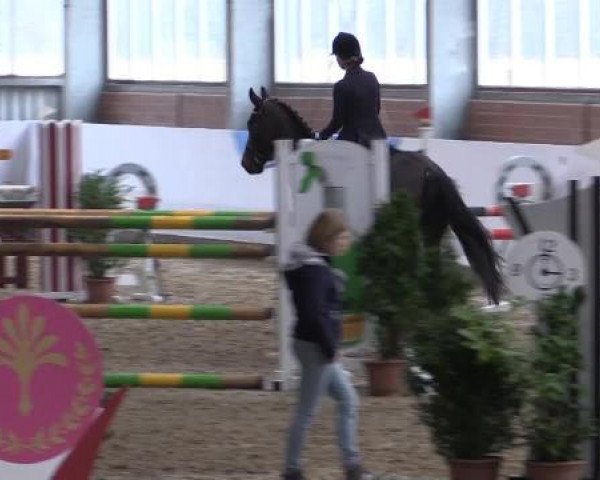 Hallen-Springturnier Greven 2015