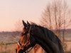 jumper Omard Oke Boy (+) (Irish Sport Horse, 2009, from Oke Boy xx)