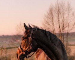 jumper Omard Oke Boy (+) (Irish Sport Horse, 2009, from Oke Boy xx)