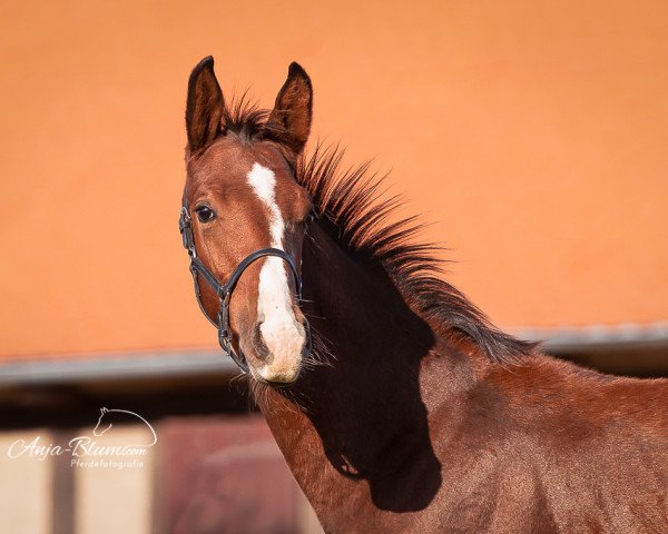 dressage horse Goldpiet (Oldenburg, 2019, from Goldberg 15)