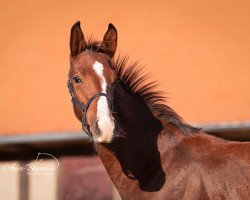 dressage horse Goldpiet (Oldenburg, 2019, from Goldberg)