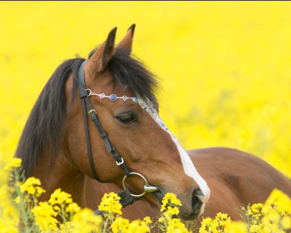 Dressurpferd Carlos 469 (Deutsches Reitpony, 2005)