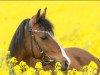 dressage horse Carlos 469 (German Riding Pony, 2005)