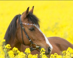 dressage horse Carlos 469 (German Riding Pony, 2005)