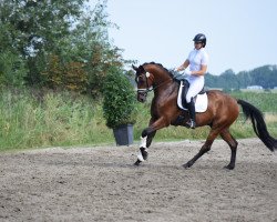 dressage horse Finaro 4 (Hanoverian, 2015, from Finest)