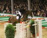 jumper Acuero (Hanoverian, 2010, from Acorado I)