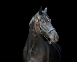 dressage horse Farida 31 (Hanoverian, 2011, from Fürst Nymphenburg)