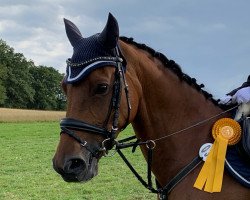 jumper Bellini 54 (German Riding Pony, 2009, from Bumerang)