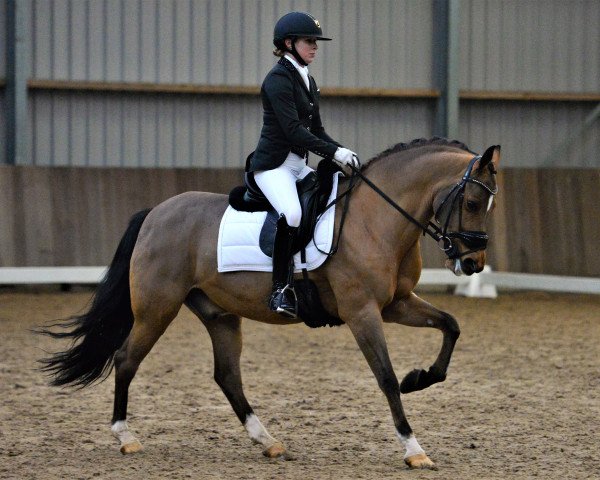 horse Hoppenhof's Fedor (New Forest Pony, 2003, from Hoppenhof's Erwin)