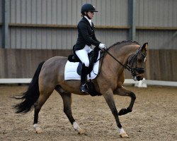 horse Hoppenhof's Fedor (New Forest Pony, 2003, from Hoppenhof's Erwin)