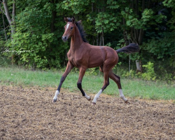 Dressurpferd Sir Quattrohall (Oldenburger, 2020, von Sir Donnerhall I)