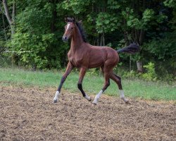 dressage horse Sir Quattrohall (Oldenburg, 2020, from Sir Donnerhall I)