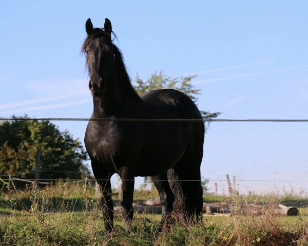 Pferd Mette (Friese, 2012)