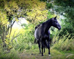 Pferd Scaglietta (Deutsches Sportpferd, 2015, von Scaglietti)